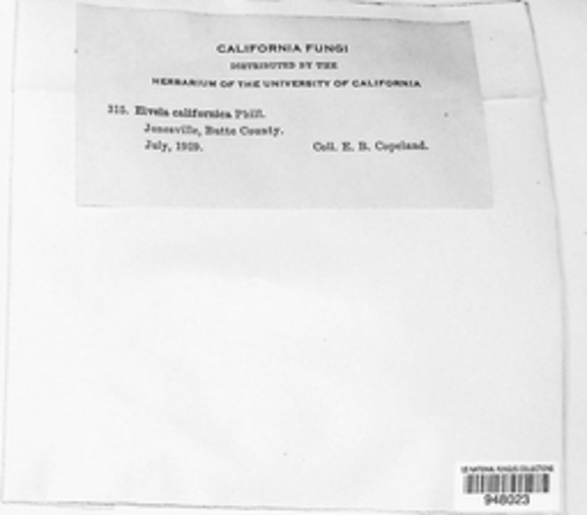 Gyromitra californica image
